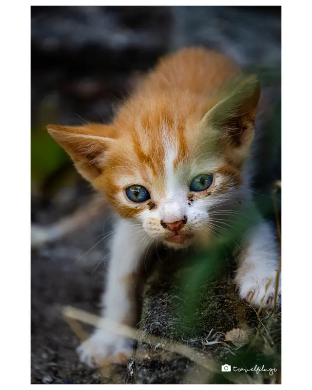little cat